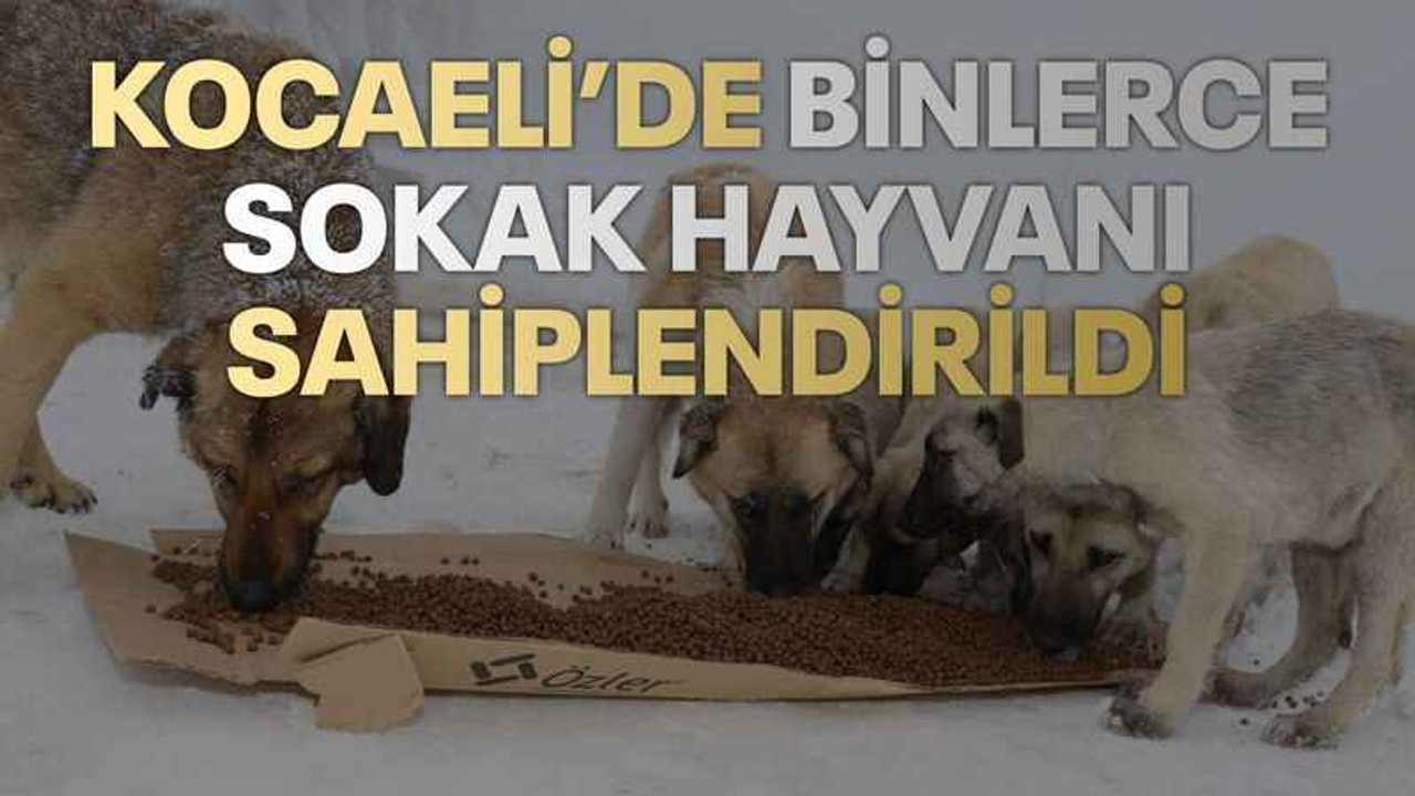 Kocaeli’de binlerce sokak hayvanı sahiplendirildi